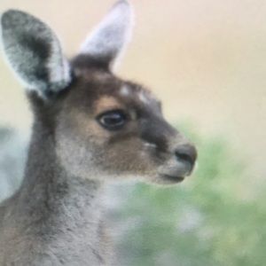 Meet your Posher, Lee